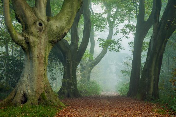 Landscape Photographer in Sussex. Stanmer Park on South Downs.
